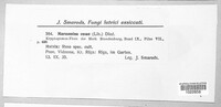 Diplocarpon rosae image